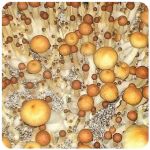 Псилоцибиновые (галлюциногенные)  грибы Psilocybin "Golden Teacher" в Устюжне