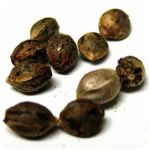 Семена марихуаны АК-47  (Seeds AK-47) в Устюжне